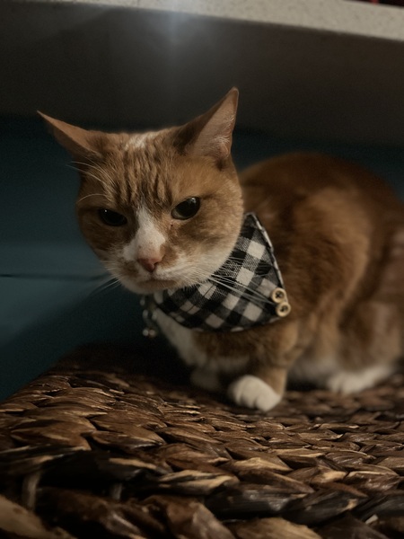 Entry image for Callie. Clicking this image will show a larger photo