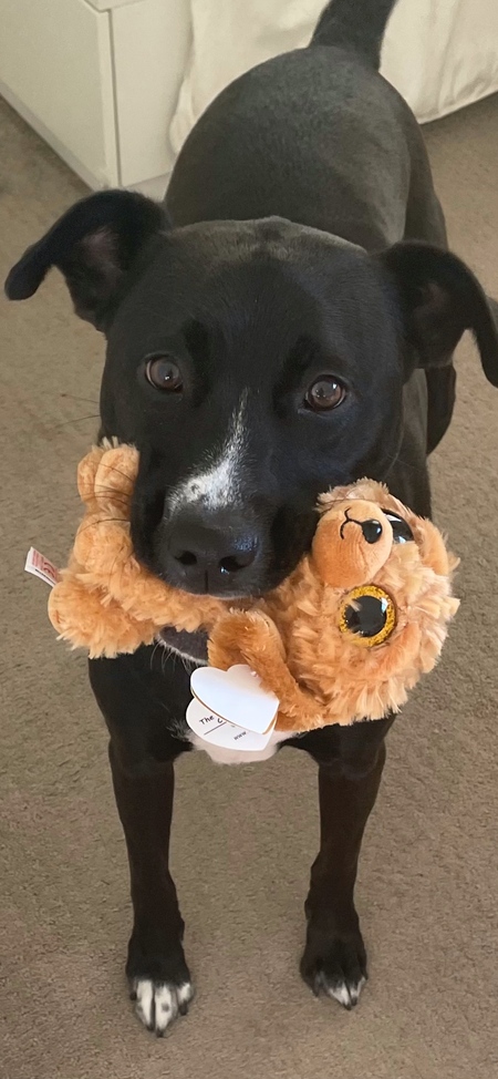 Entry image for Alice. Clicking this image will show a larger photo