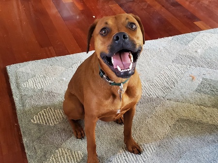 Entry image for Penny. Clicking this image will show a larger photo