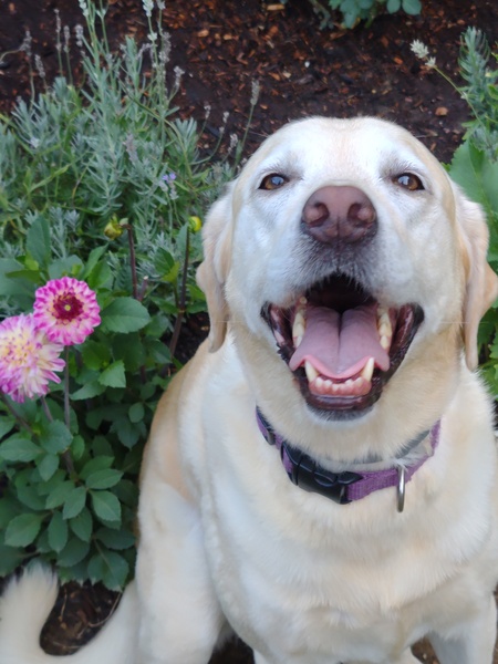 Entry image for Lexy . Clicking this image will show a larger photo