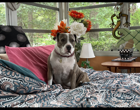 Entry image for Lady Sophia. Clicking this image will show a larger photo