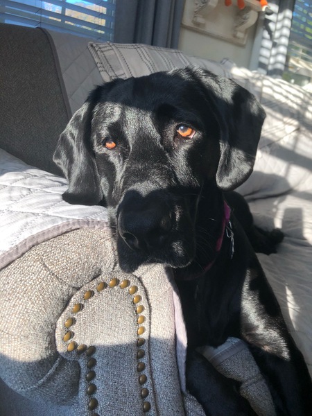 Entry image for Lilah Eleanor . Clicking this image will show a larger photo