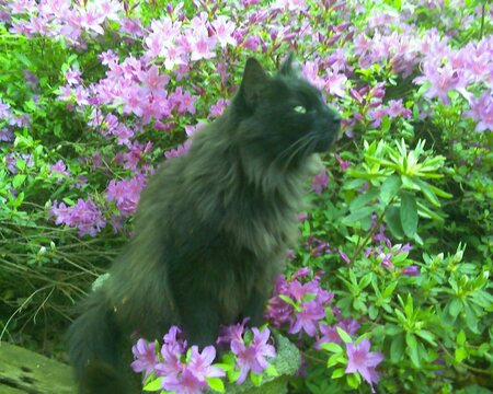 Entry image for Fuzzy. Clicking this image will show a larger photo