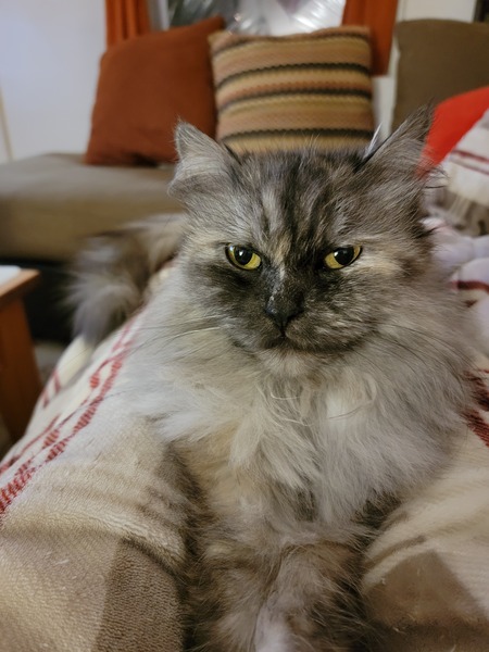 Entry image for Bella. Clicking this image will show a larger photo