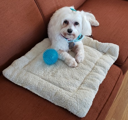 Entry image for Beela. Clicking this image will show a larger photo