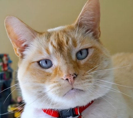 Entry image for Tiago. Clicking this image will show a larger photo