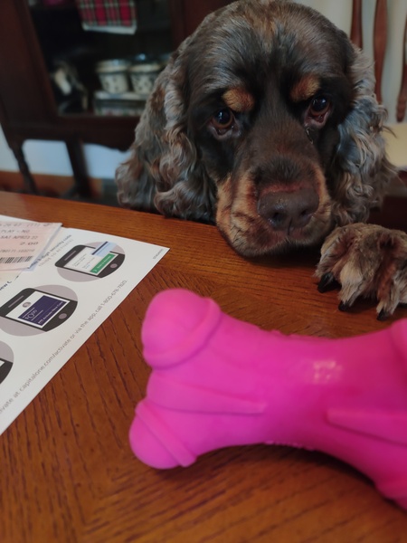 Entry image for Bailey. Clicking this image will show a larger photo