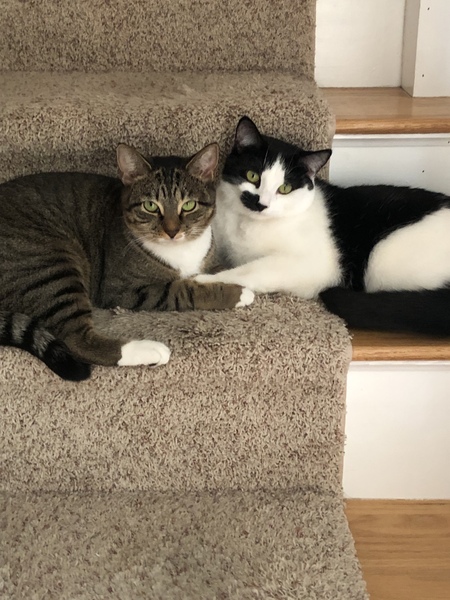 Entry image for Chloe and Zoe . Clicking this image will show a larger photo