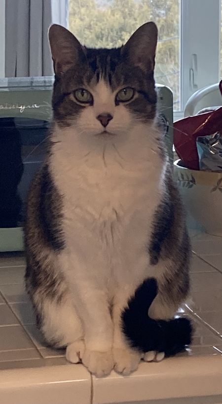 Entry image for Mia. Clicking this image will show a larger photo