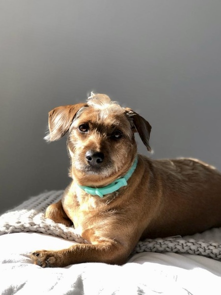 Entry image for Susie. Clicking this image will show a larger photo