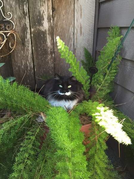 Entry image for Panda. Clicking this image will show a larger photo