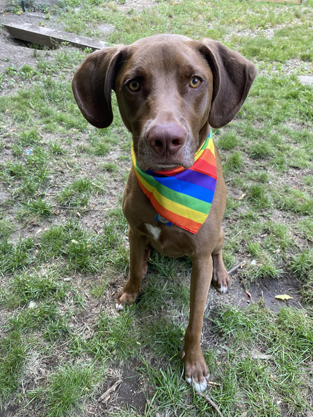 Entry image for Finley . Clicking this image will show a larger photo