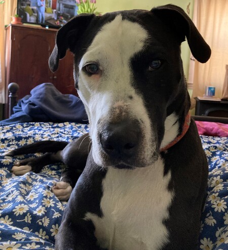 Entry image for Phantom. Clicking this image will show a larger photo