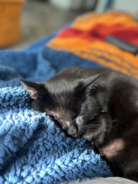 Entry image for Bat Bat. Clicking this image will show a larger photo