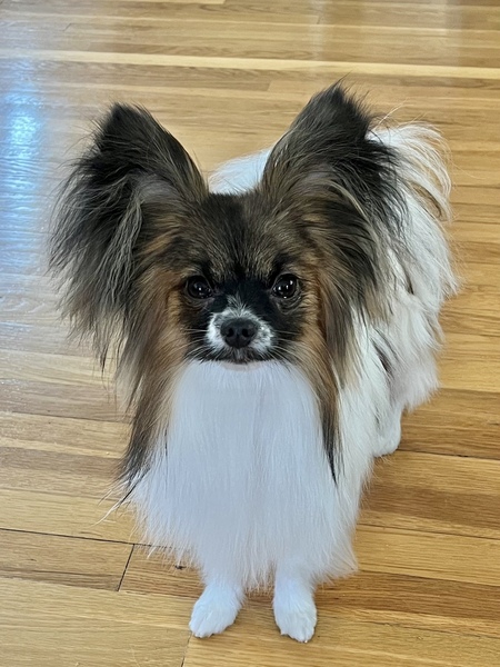 Entry image for Huckleberry . Clicking this image will show a larger photo