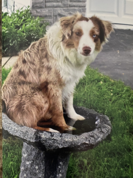 Entry image for Dusty . Clicking this image will show a larger photo