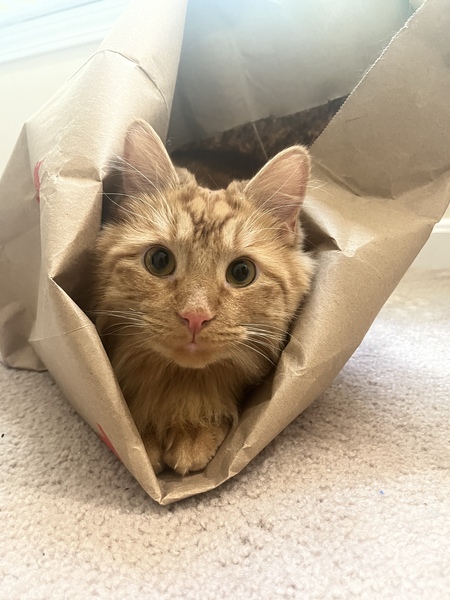 Entry image for Morty. Clicking this image will show a larger photo