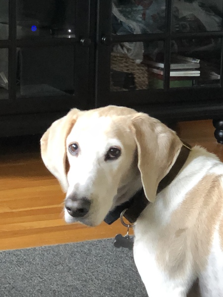 Entry image for Reggie. Clicking this image will show a larger photo