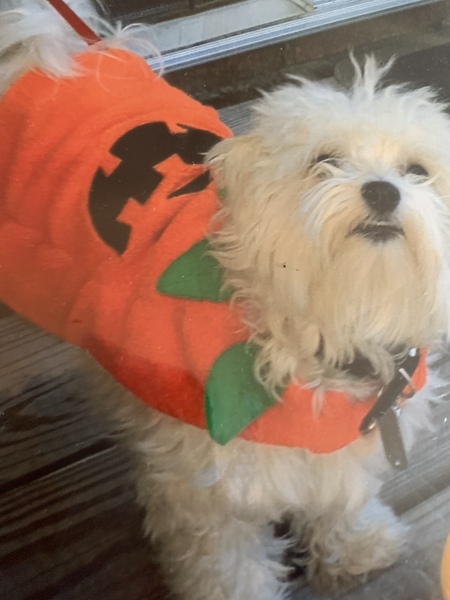 Entry image for Muggins. Clicking this image will show a larger photo