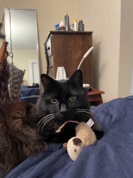 Entry image for Elvis. Clicking this image will show a larger photo