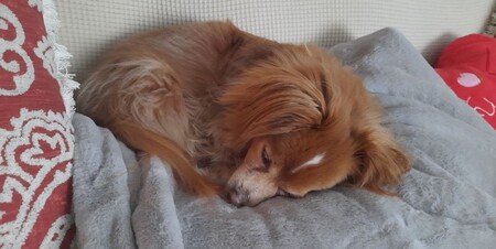 Entry image for Pumpkin. Clicking this image will show a larger photo