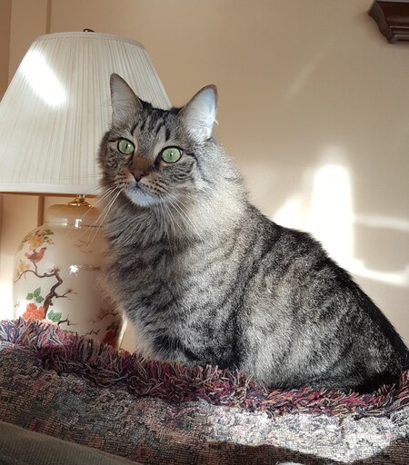 Entry image for Romeo. Clicking this image will show a larger photo