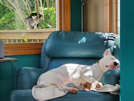 Entry image for Bunny. Clicking this image will show a larger photo