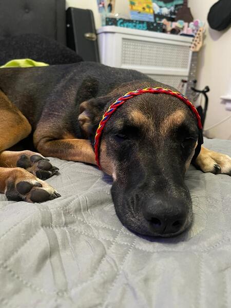 Entry image for Kika. Clicking this image will show a larger photo