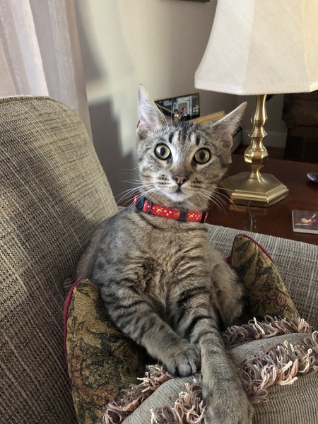 Entry image for Alvin. Clicking this image will show a larger photo