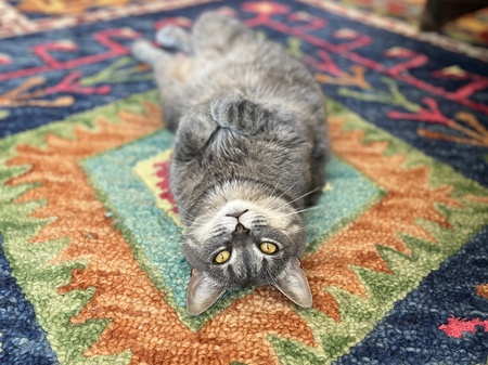 Entry image for Winnie. Clicking this image will show a larger photo