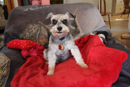 Entry image for Marley. Clicking this image will show a larger photo