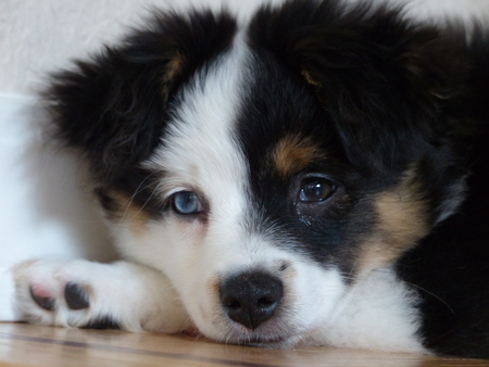 Entry image for Dudley. Clicking this image will show a larger photo