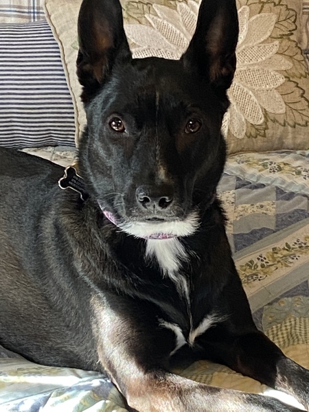 Entry image for Ella. Clicking this image will show a larger photo