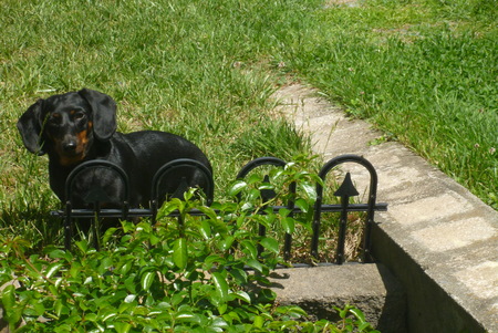 Entry image for Casey. Clicking this image will show a larger photo