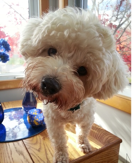 Entry image for Teddy. Clicking this image will show a larger photo