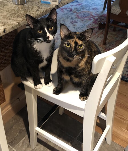 Entry image for Spike & Mocha. Clicking this image will show a larger photo