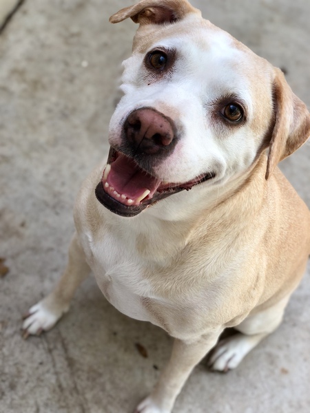 Entry image for Penny. Clicking this image will show a larger photo