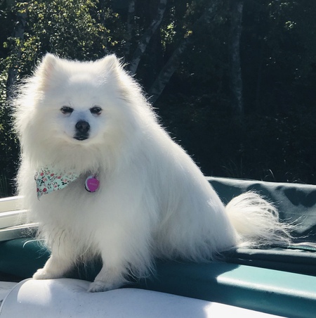 Entry image for Cotton. Clicking this image will show a larger photo