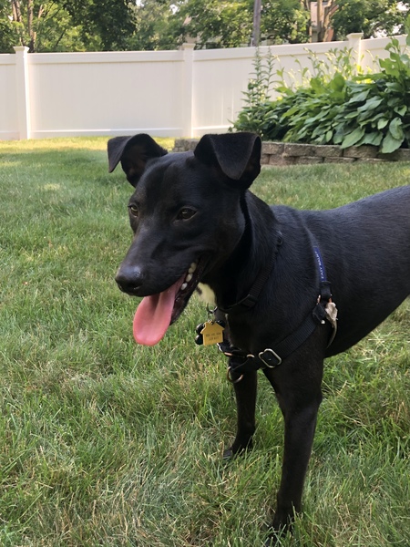 Entry image for Wilbur. Clicking this image will show a larger photo