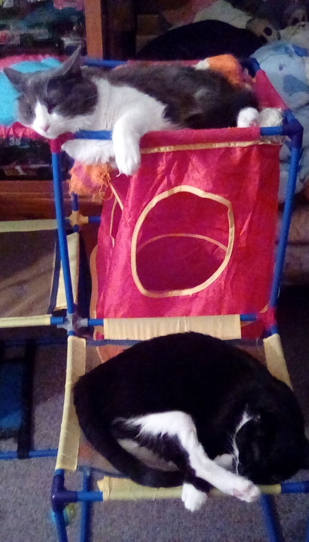 Entry image for Daisy & Blackie. Clicking this image will show a larger photo