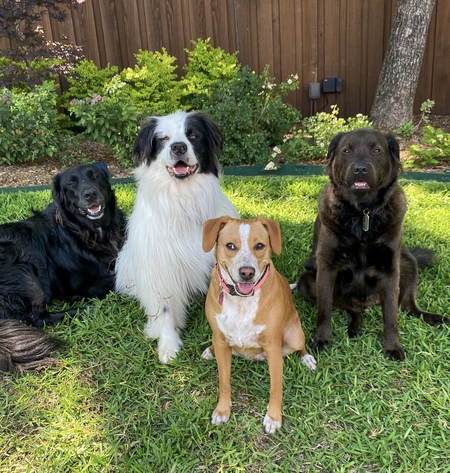 Entry image for Henry, Noah, Burrito, Marty. Clicking this image will show a larger photo