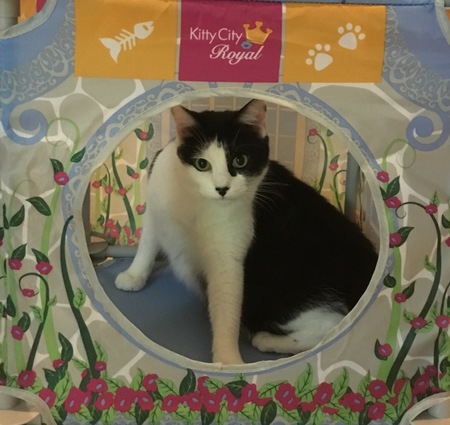 Entry image for Mr. Finley. Clicking this image will show a larger photo