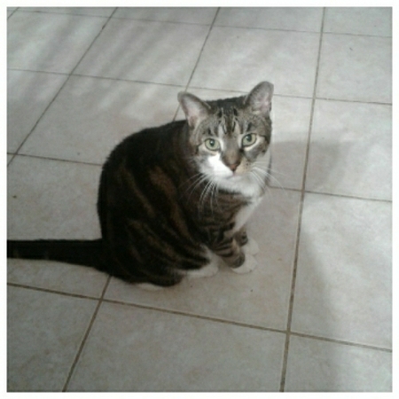 Entry image for Fritz. Clicking this image will show a larger photo