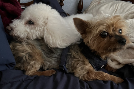 Entry image for Eeyore and Teddy. Clicking this image will show a larger photo