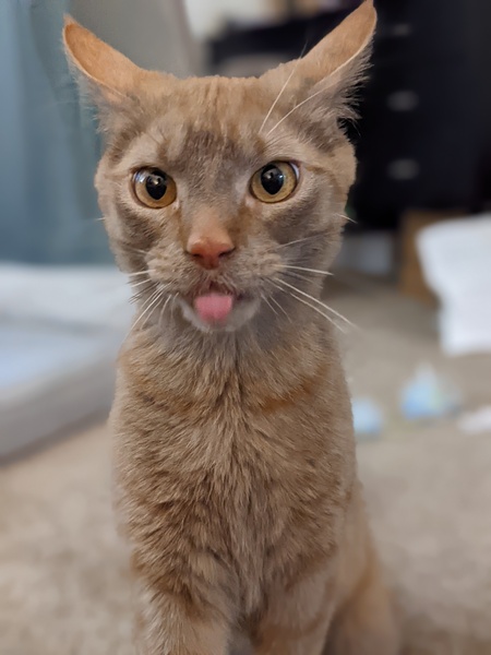 Entry image for Finn. Clicking this image will show a larger photo