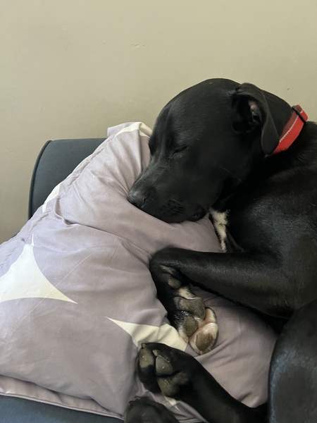 Entry image for Oscar. Clicking this image will show a larger photo