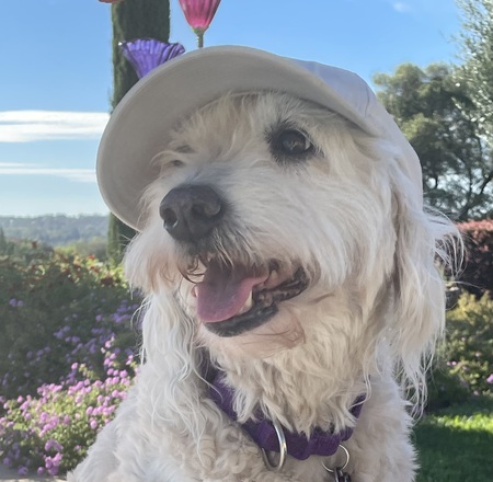 Entry image for Ellie. Clicking this image will show a larger photo