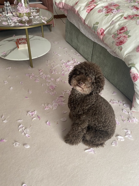 Entry image for Teddy. Clicking this image will show a larger photo