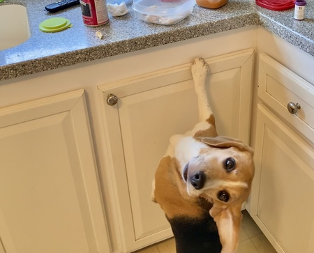 Entry image for lexi. Clicking this image will show a larger photo