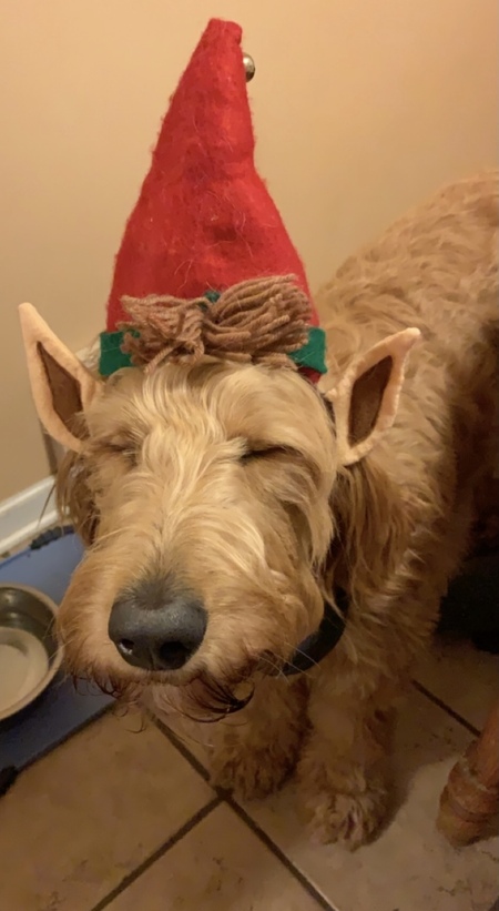 Entry image for Maverick. Clicking this image will show a larger photo